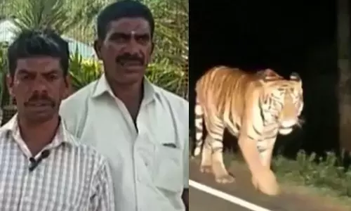 cow died by wild animal attack in Munnar cow died by wild animal attack in Munnar