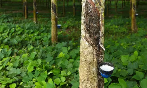 റബ്ബറിന് താങ്ങുവില പ്രഖ്യാപിക്കാൻ കഴിയില്ല: കേന്ദ്രമന്ത്രി പീയുഷ് ഗോയൽ