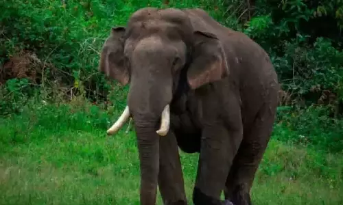 Arikomban, idukki, wiled elephant