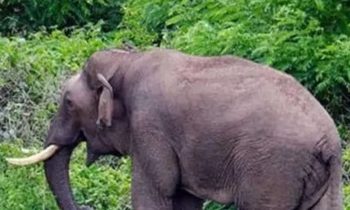 ഈ മാസം 29 വരെ അരിക്കൊമ്പനെ മയക്കുവെടി വെക്കരുതെന്ന് ഹൈക്കോടതി; വനം മന്ത്രിയുടെ അധ്യക്ഷതയിൽ ഉന്നതതല യോഗം ഇന്ന്