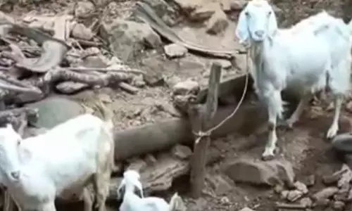 ആടുകളെ കാണാതായി; പുലിയുടെ സാന്നിധ്യം സംശയിച്ച് നാട്ടുകാർ