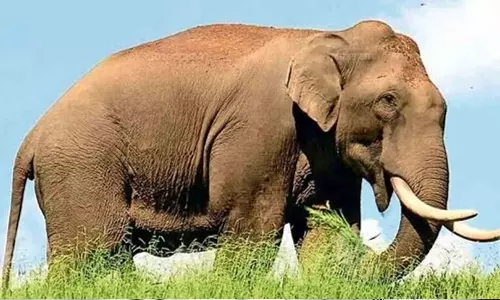 Peoples anger against the stay of Mission Arikomban is getting stronger