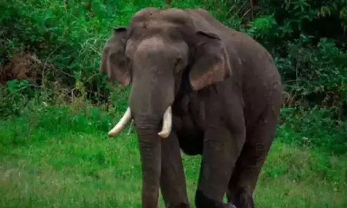 Massive protest on HC stay over Arikkomban mission