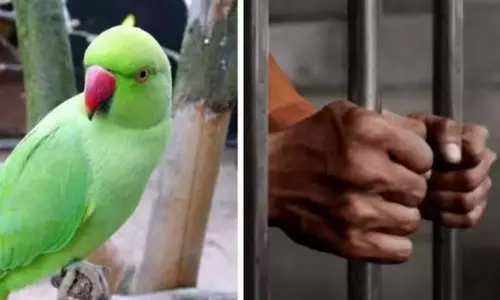 Man convicted of 2014 murder with parrots testimony gets life in jail