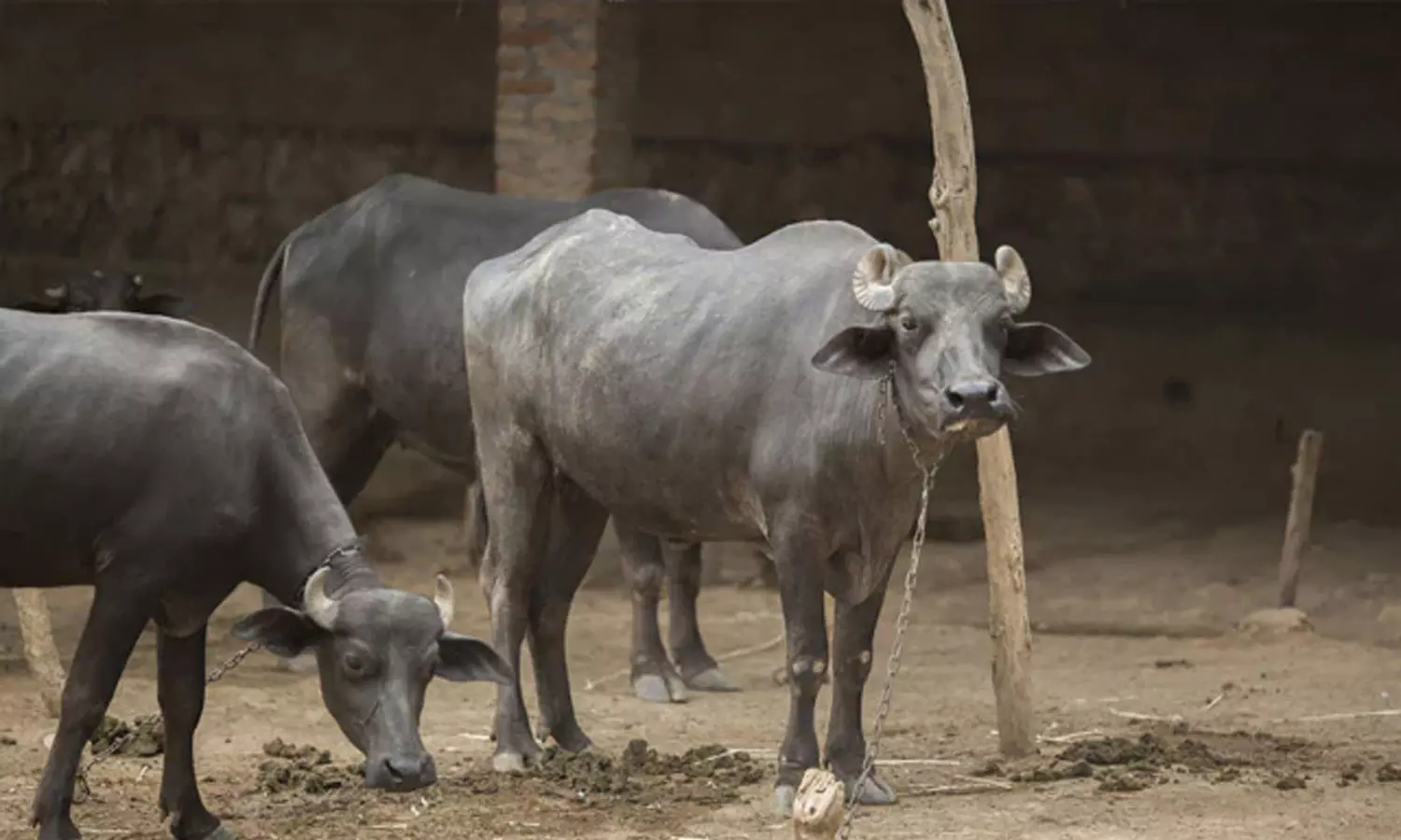 വെള്ളക്കരം അടച്ചില്ല; ഡയറി നടത്തിപ്പുകാരന്റെ പോത്തിനെ കണ്ടുകെട്ടി കോർപറേഷൻ