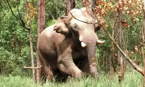 mission arikkomban likely to be on march 30 mission arikkomban likely to be on march 30