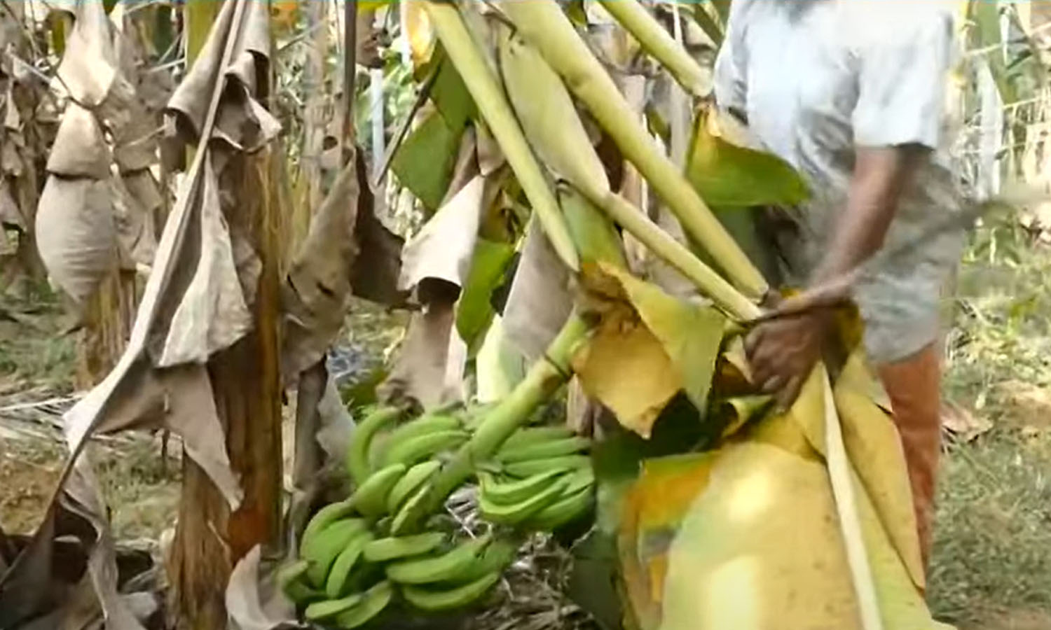 heat , Crop damage,  broken banana bunches,  harvesting