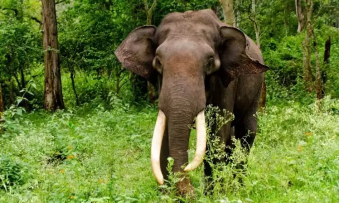 wildcat attack ,Idukki, Arikompan, elephent