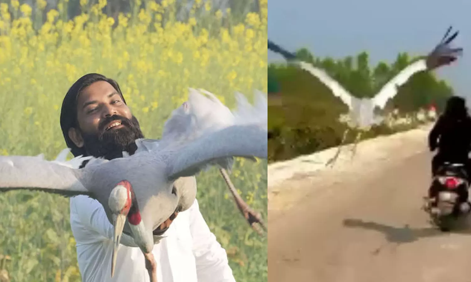 UP man-bird friendship,Sarus crane shifted to Kanpur zoo,UP man-bird friendship: Arif Khan gets forest dept notice,