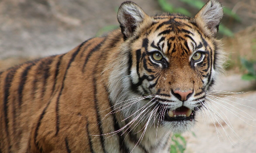 വിറക് ശേഖരിക്കാൻ പോയ 50കാരനെ കടുവ ആക്രമിച്ചു കൊന്നു