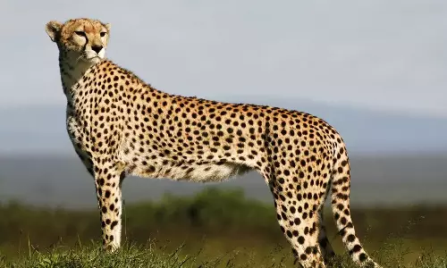 One of the eight cheetahs brought to India from Namibia has died, breaking news malayalam