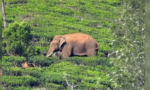 High Court,Operation Arikomban,Keralas Mission Arikomban,High Courts decision on Operation Arikomban today, അരിക്കൊമ്പനെ മയക്കുവെടി വെക്കുന്നതിൽ ഹൈക്കോടതി തീരുമാനം ഇന്ന്.latest malayalam news