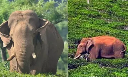 Affidavit of Forest Department says Arikomban elephant dangerous,Arikomban elephant,Operation Arikomban,Keralas Mission Arikombanഅരിക്കൊമ്പൻ കൊന്നത്  ഏഴുപേരെ, അപകടകാരി; വനംവകുപ്പിന്റെ സത്യവാങ് മൂലം