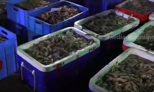 ഹാനികരമായ വൈറസ് കണ്ടെത്തി ; ഇന്ത്യയിൽ നിന്നുള്ള ചെമ്മീൻ ഇറക്കുമതി നിരോധിച്ച് സൗദി ഹാനികരമായ വൈറസ് കണ്ടെത്തി ; ഇന്ത്യയിൽ നിന്നുള്ള ചെമ്മീൻ ഇറക്കുമതി നിരോധിച്ച് സൗദി