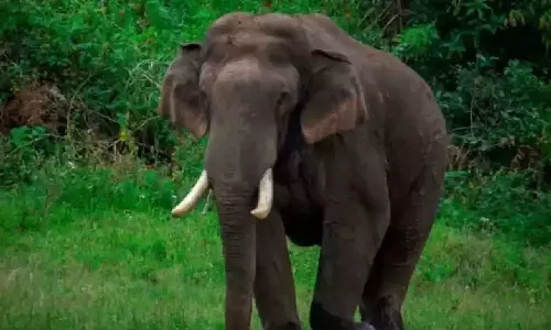 Arikkomban issue, arikkomban, gps colar Arikkomban issue, arikkomban, gps colar