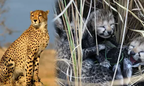 70 വർഷത്തിന് ശേഷം ഇന്ത്യയിൽ ആദ്യം; നാല് ചീറ്റക്കുഞ്ഞുങ്ങൾക്ക് ജന്മം നൽകിയ സിയ