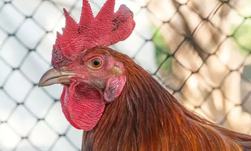 Gujarat High Court examines whether chicken is an animal or a bird