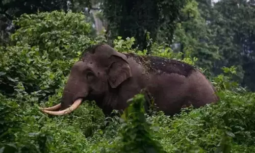 Arikomban reached the base of Kumki again,