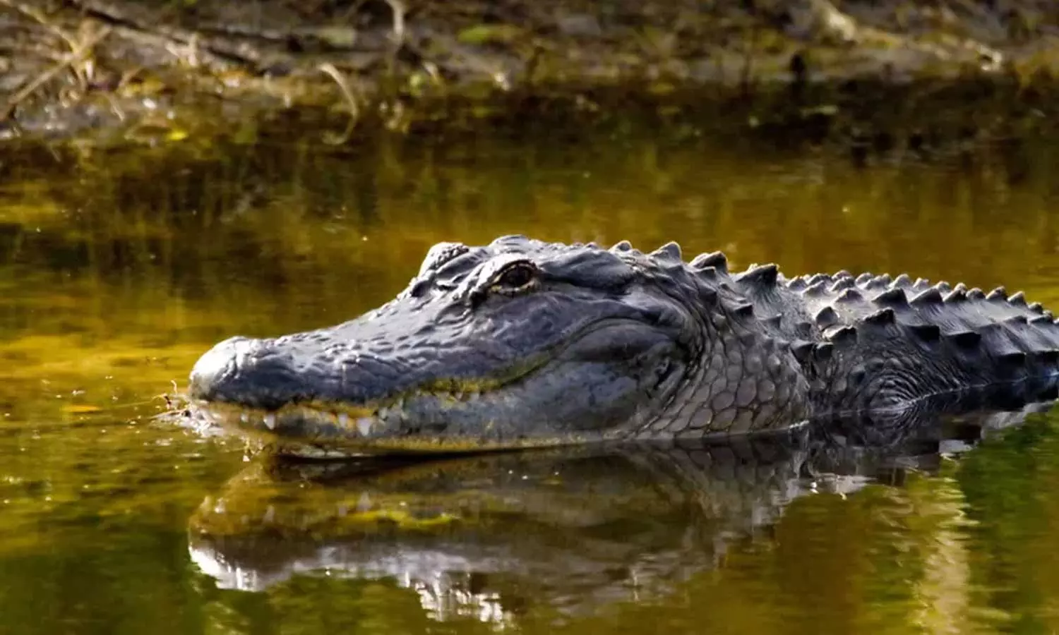 Missing Toddlers Found In Alligators Jaws In Florida,കാണാതായ രണ്ടുവയസുകാരന്റെ മൃതദേഹം ചീങ്കണ്ണിയുടെ വായിൽ; പിതാവ് അറസ്റ്റിൽ,latest malayalam news, Alligators Jaws In Florida Missing Toddlers Found In Alligators Jaws In Florida,കാണാതായ രണ്ടുവയസുകാരന്റെ മൃതദേഹം ചീങ്കണ്ണിയുടെ വായിൽ; പിതാവ് അറസ്റ്റിൽ,latest malayalam news, Alligators Jaws In Florida