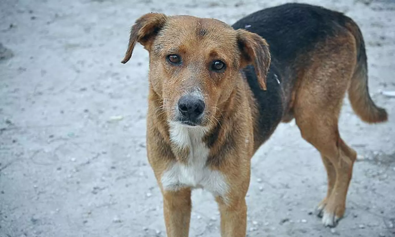 Dog drags newborn baby around govt hospital, dies in Karnataka