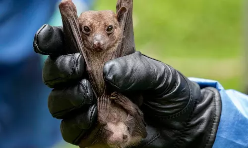 spread of Marburg virus
