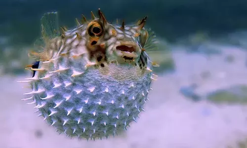 ‘poisonous’ fish in Malaysia
