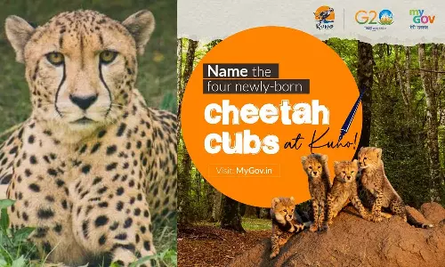 നിങ്ങളുടെ മനസിൽ കിടിലൻ പേരുകളുണ്ടോ? കുനോ ദേശീയ പാർക്കിൽ പിറന്ന ചീറ്റക്കുഞ്ഞുങ്ങൾക്ക് പേരിടാൻ അവസരമൊരുക്കി കേന്ദ്ര സർക്കാർ