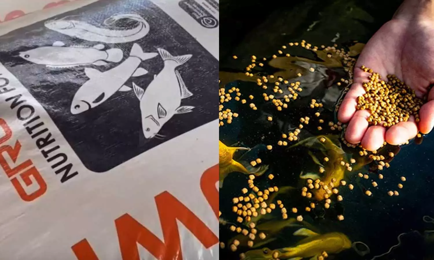 മത്സ്യതീറ്റയുടെ വ്യാജ ബില്ലുകൾ സംഘടിപ്പിച്ച് ലക്ഷങ്ങൾ തട്ടി; വയനാട് ജില്ലാ ഫിഷറീസ് ഡിപ്പാർട്ട്‌മെന്റിൽ വൻ സബ്‌സിഡി വെട്ടിപ്പ്