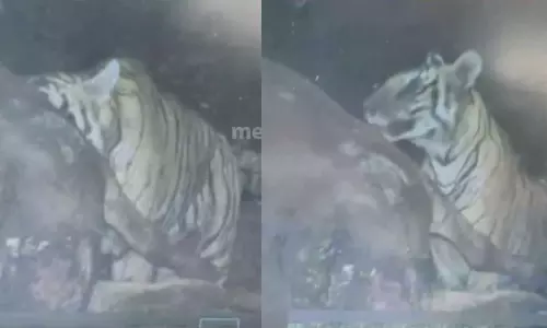 പെരുന്നാട്ടിൽ കടുവാ ഭീതി തുടരുന്നു; കാമറയിൽ കടുവയുടെ ദൃശ്യം പതിഞ്ഞു