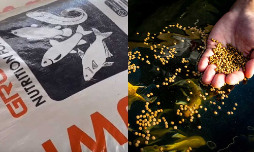 മത്സ്യതീറ്റയുടെ വ്യാജ ബില്ലുകൾ സംഘടിപ്പിച്ച് ലക്ഷങ്ങൾ തട്ടി; വയനാട് ജില്ലാ ഫിഷറീസ് ഡിപ്പാർട്ട്‌മെന്റിൽ വൻ സബ്‌സിഡി വെട്ടിപ്പ്