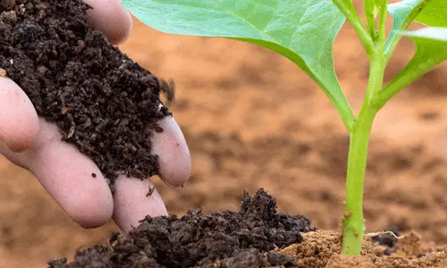 plant and cow dung plant and cow dung