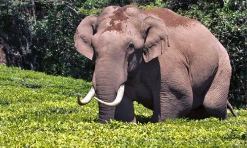 he wildebeest was found in Malampuzha, breaking news malayalam