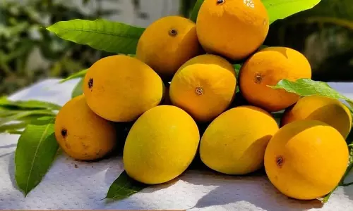 Alphonso mango