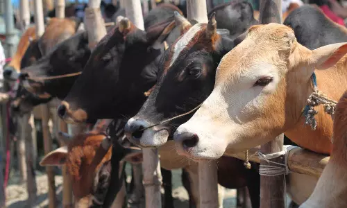 HinduMahasabhaleaderskillcowinAgra, riotattemptbykillingcowduringRamNavami, HinduMahasabhariotattemptbykillingcow HinduMahasabhaleaderskillcowinAgra, riotattemptbykillingcowduringRamNavami, HinduMahasabhariotattemptbykillingcow