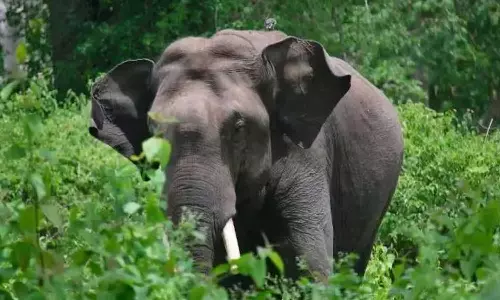 Arikkombanmission, Arikkombanelephantmission, ArikkombanelephantmissiontoParambikulam, Arikkombanmission, Arikkombanelephantmission, ArikkombanelephantmissiontoParambikulam,