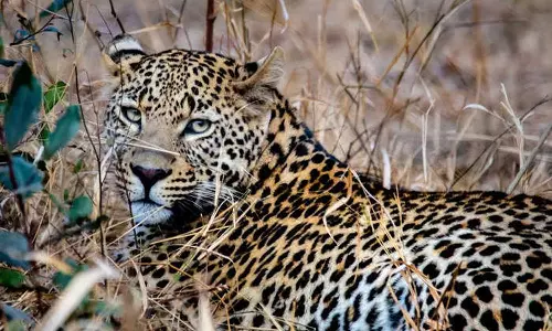 leopard Attack in Valparai