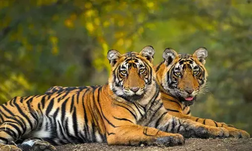 It is reported that there are 3167 tigers in the country