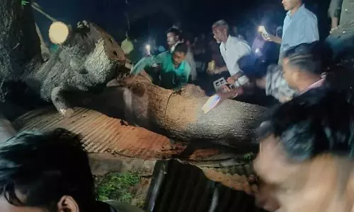 7 Killed After Tree Falls On Tin Shed In Maharashtras Akola,Maharashtras Akola, Tree Falls On Tin Shed In Maharashtra,latest malayalam news 7 Killed After Tree Falls On Tin Shed In Maharashtras Akola,Maharashtras Akola, Tree Falls On Tin Shed In Maharashtra,latest malayalam news