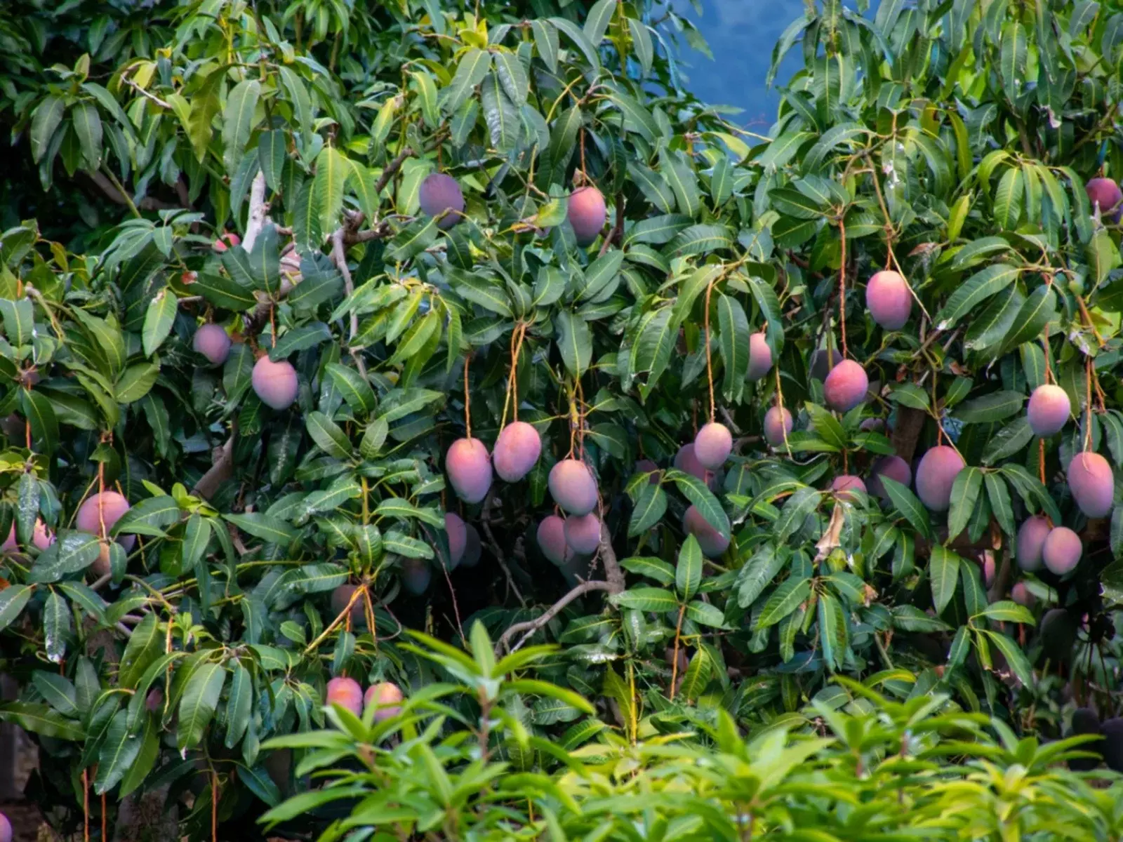 Saudi leads in mango production