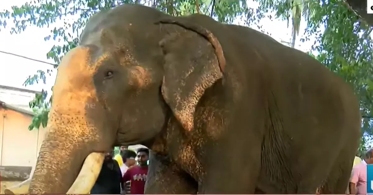 Elephant fainted at Kanthallur Shala temple Elephant fainted at Kanthallur Shala temple