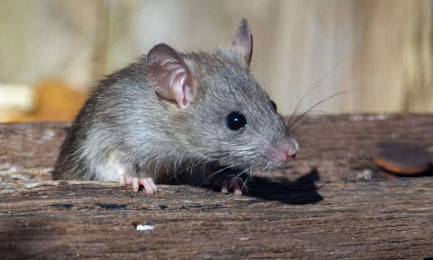 യു.പിയിൽ എലിയെ ഓടയിൽ മുക്കിക്കൊന്ന യുവാവിനെതിരെ പൊലീസ് കുറ്റപത്രം; ചുമത്തിയത് അഞ്ച് വർഷം തടവ് ലഭിക്കാവുന്ന കുറ്റം