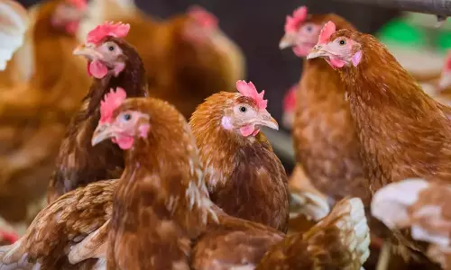 Man jailed for scaring neighbors chickens to death,Chinese Man Jailed for 6 Months for Scaring  neighbors chickens to death,അയൽവാസിയുടെ 1100 കോഴികളെ പേടിപ്പിച്ചു കൊന്നു; യുവാവിന് ആറ് മാസം തടവ്,world news today,world news,crime news