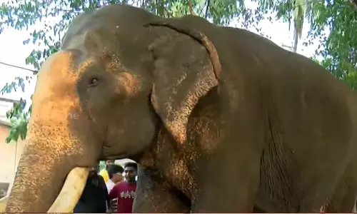 Elephant fainted at Kanthallur Shala temple