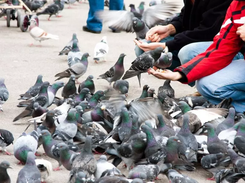 Dubai warns those who feed birds and animals