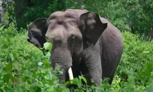 Arikomban to Parampikulam: Revision petition to be heard today