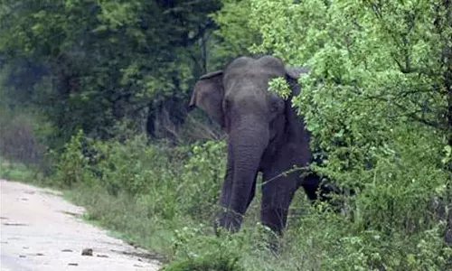 Kannur wild elephant attack