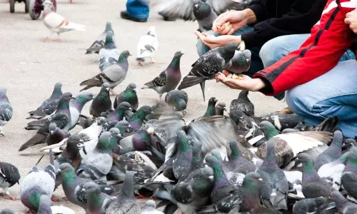 Dubai warns those who feed birds and animals