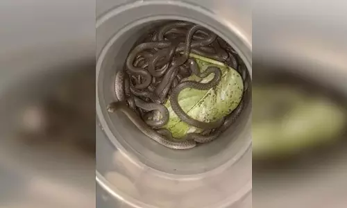 Found 39 Snakes Inside Door Frame