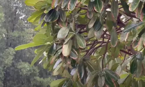 കാലാവസ്ഥാ മാറ്റം സൗദിയില് പരക്കെ മഴ ലഭിച്ചു; ഇന്നും നാളെയും മഴ തുടരുമെന്ന് കാലാവസ്ഥാ കേന്ദ്രം കാലാവസ്ഥാ മാറ്റം സൗദിയില് പരക്കെ മഴ ലഭിച്ചു; ഇന്നും നാളെയും മഴ തുടരുമെന്ന് കാലാവസ്ഥാ കേന്ദ്രം