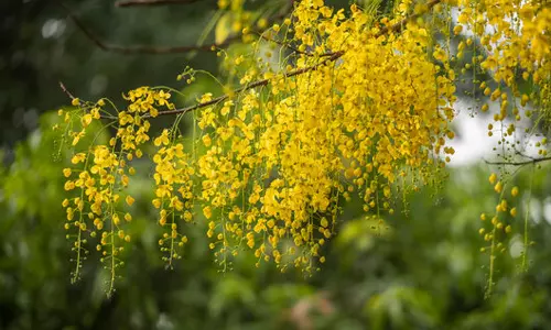 A young man died after falling from a tree while picking flowers